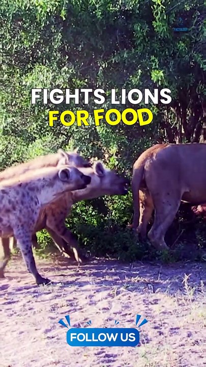 Wolf Vs Hyena: Who Really Wins?