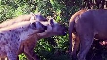 Wolf Vs Hyena: Who Really Wins?