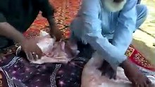 Saji tomba cooking in northern areas