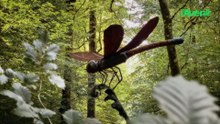 Entre forêt et imaginaire : balade sur le Sentier des Songes à Herbeumont