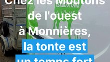 Tonte de moutons à Monnières - Mai 2026