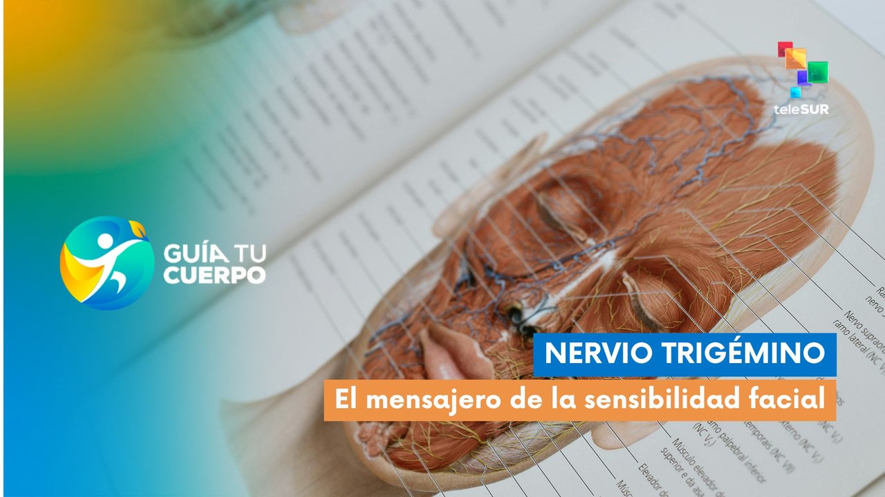 Guía tu cuerpo | Nervio trigémino: El mensajero de la sensibilidad facial