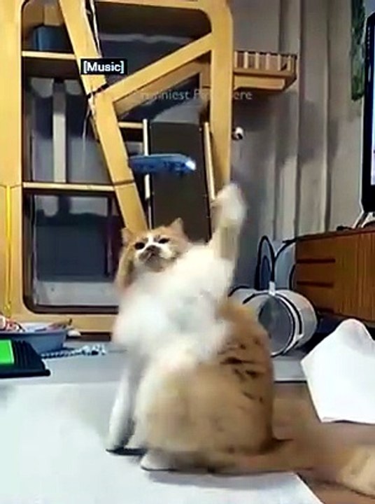 Try NOT to laugh - Funny Cats and Dogs