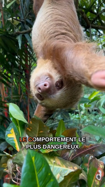 Le paresseux descend de son arbre pour une seule raison 😳🦥