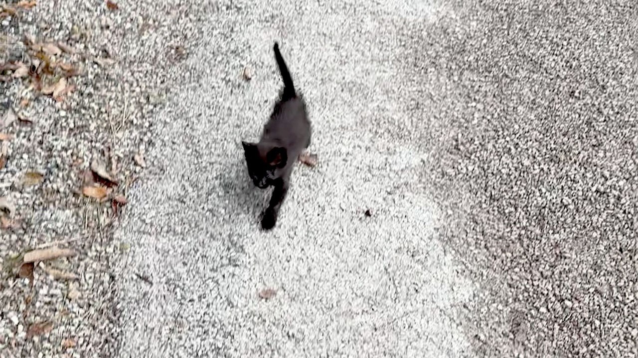 Woman Finds A Tiny Sick Kitten While Walking Her Dog