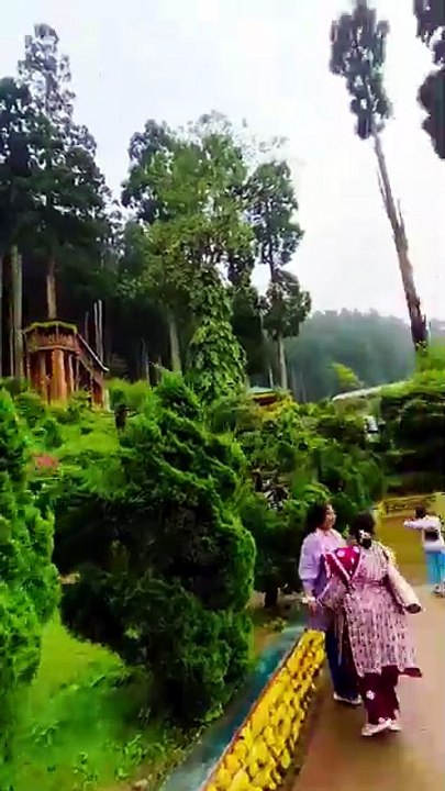 Lamahatta Darjeeling Hidden Gem | Pine Forest Walk & Beautiful Himalayan Views