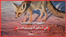 ظهور ملفت للثعالب في حدائق أكتوبر يثير الجدل