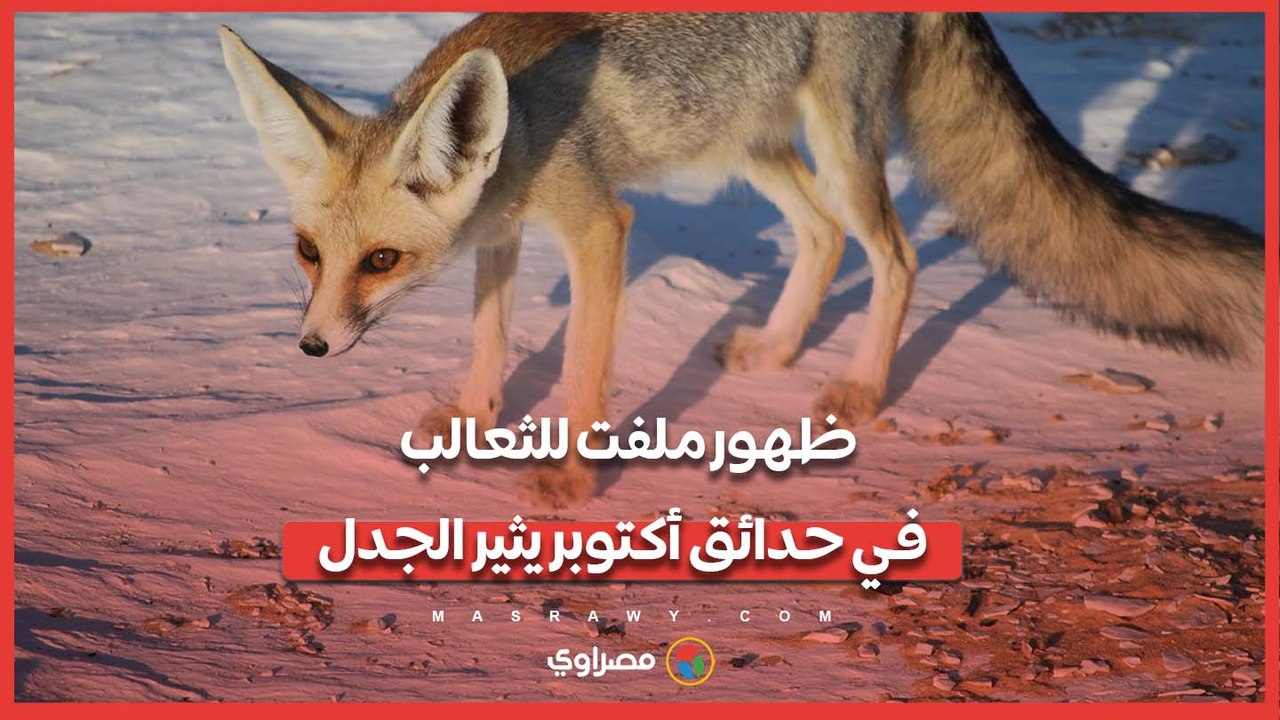 ظهور ملفت للثعالب في حدائق أكتوبر يثير الجدل