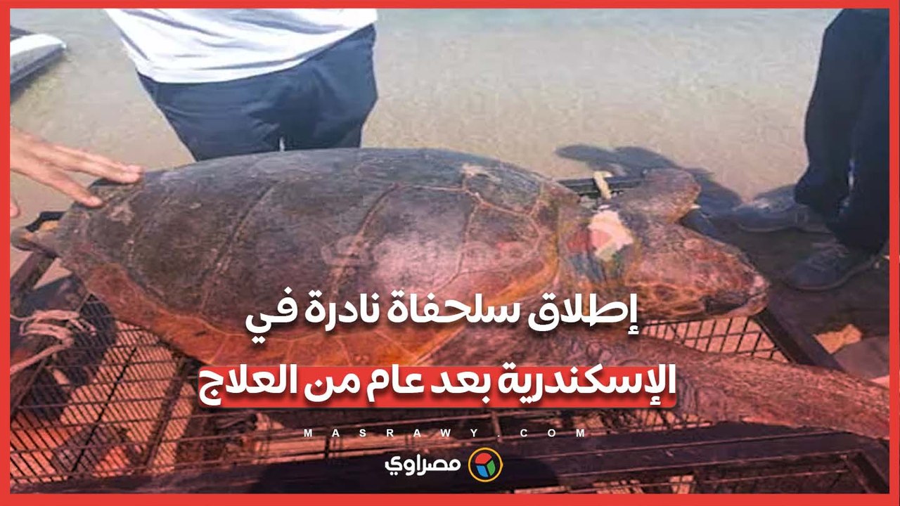إطلاق سلحفاة نادرة في الإسكندرية بعد عام من العلاج