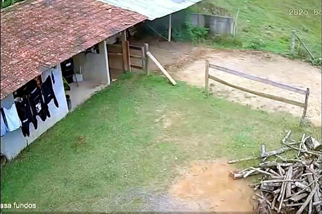 Vaca cai sobre telhado de casa e destrói parte da cobertura