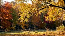 relaxing music and autumn nature falling leaves