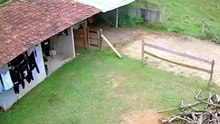 Que susto! Câmera flagra vaca caindo sobre telhado de residência