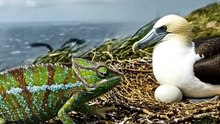 Dangerous Fighting Wild Animals