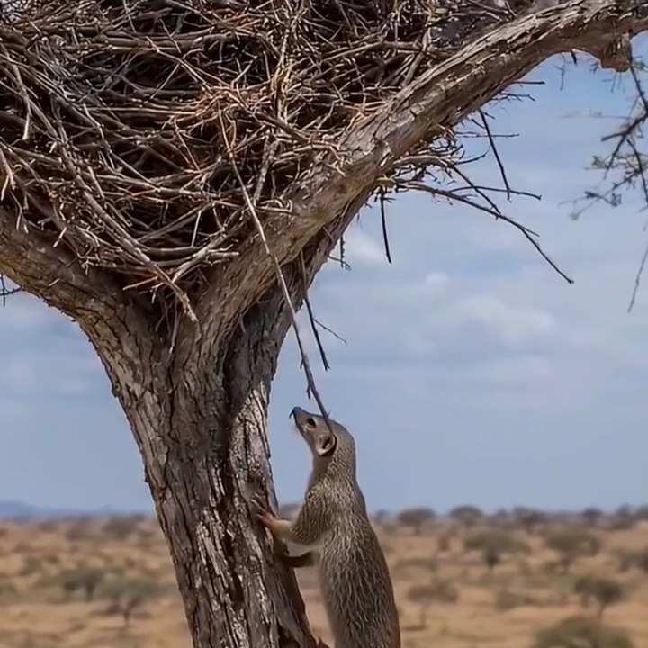 Dangerous Fighting Wild Animals
