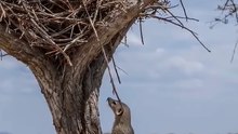 Dangerous Fighting Wild Animals