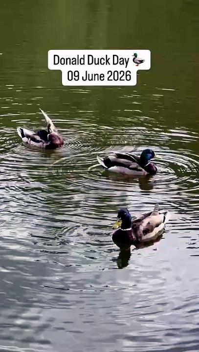 🦆 09 June 2026 is Donald Duck Day !C'est la journée ou est apparu la première fois le célèbre ?