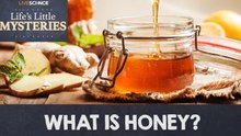 Life's Little Mysteries: The Science of Making Honey