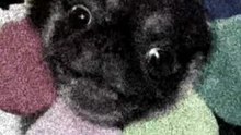 Pug kingdom bulletin