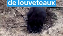 Premières images des louveteaux nés à l'Espace Rambouillet