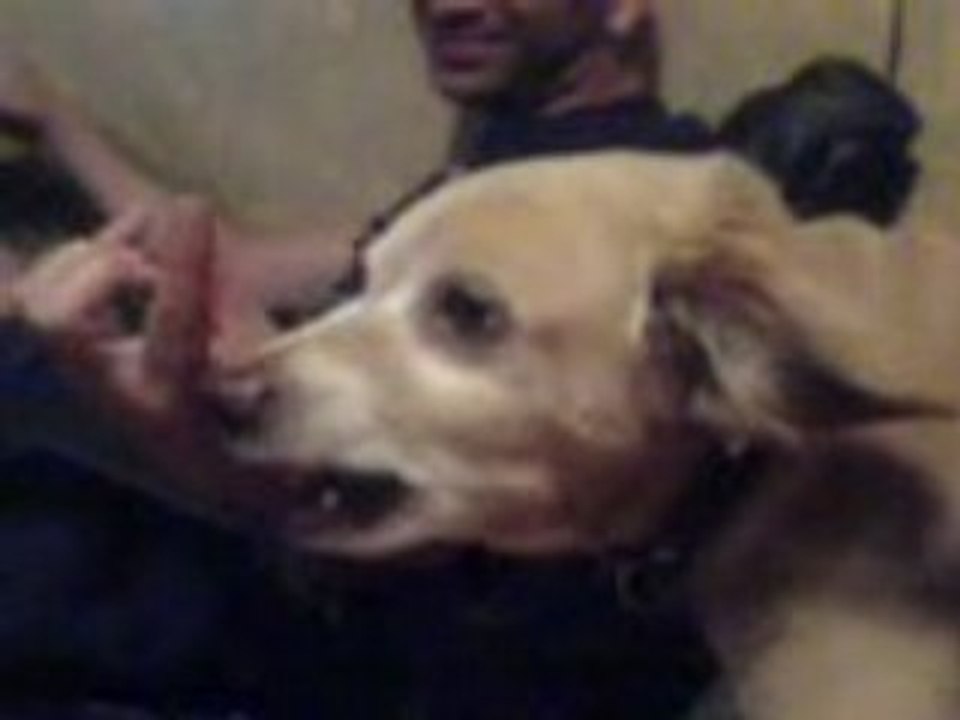CHIEN TENDU