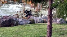little black cormorant