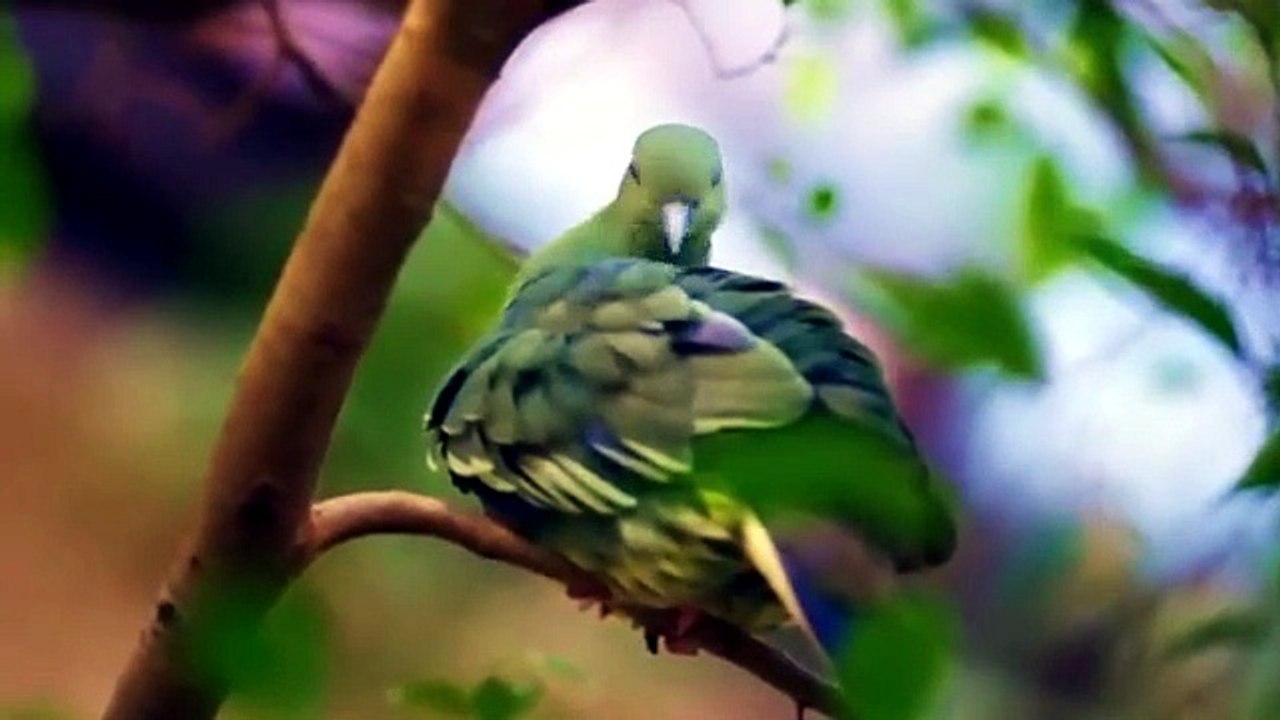 BIRDS KINGDOM