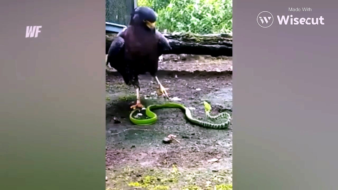 EAGLES HUNTING