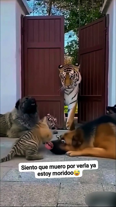 El tigre