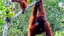 Orang hutan