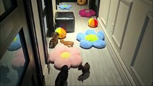 Chihuahua Chiots Mini