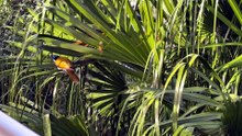 Banana bird (blue-faced honeyeater)