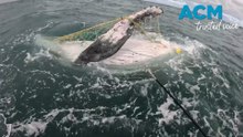 Crews work four hours to free whale caught in shark nets