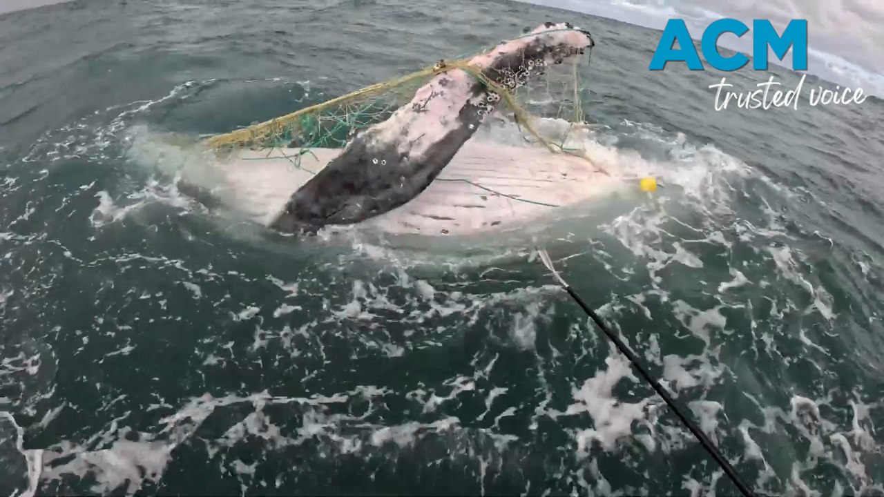 Crews work four hours to free whale caught in shark nets