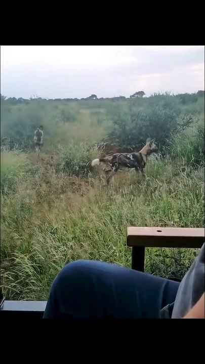 Intense African Wild Dog Pack Feeding Frenzy Caught on Safari Camera