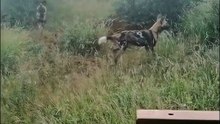 Intense African Wild Dog Pack Feeding Frenzy Caught on Safari Camera