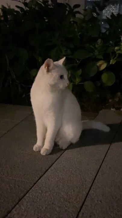 Des chats retrouvent leur maison après des centaines de kilomètres… 🐱