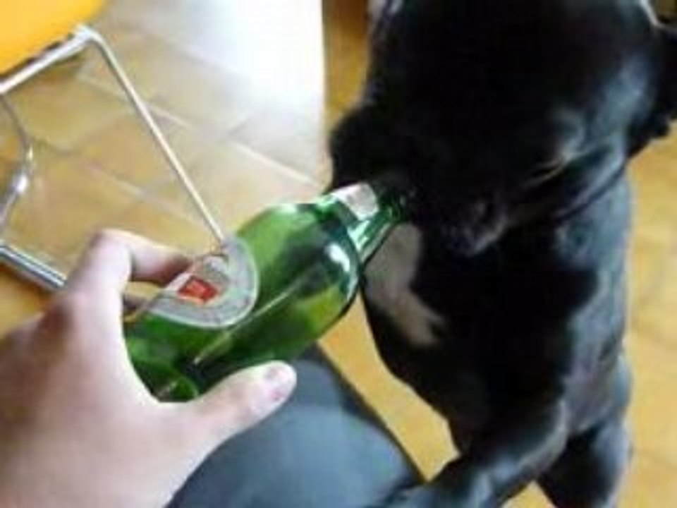 Yoda accro de bière