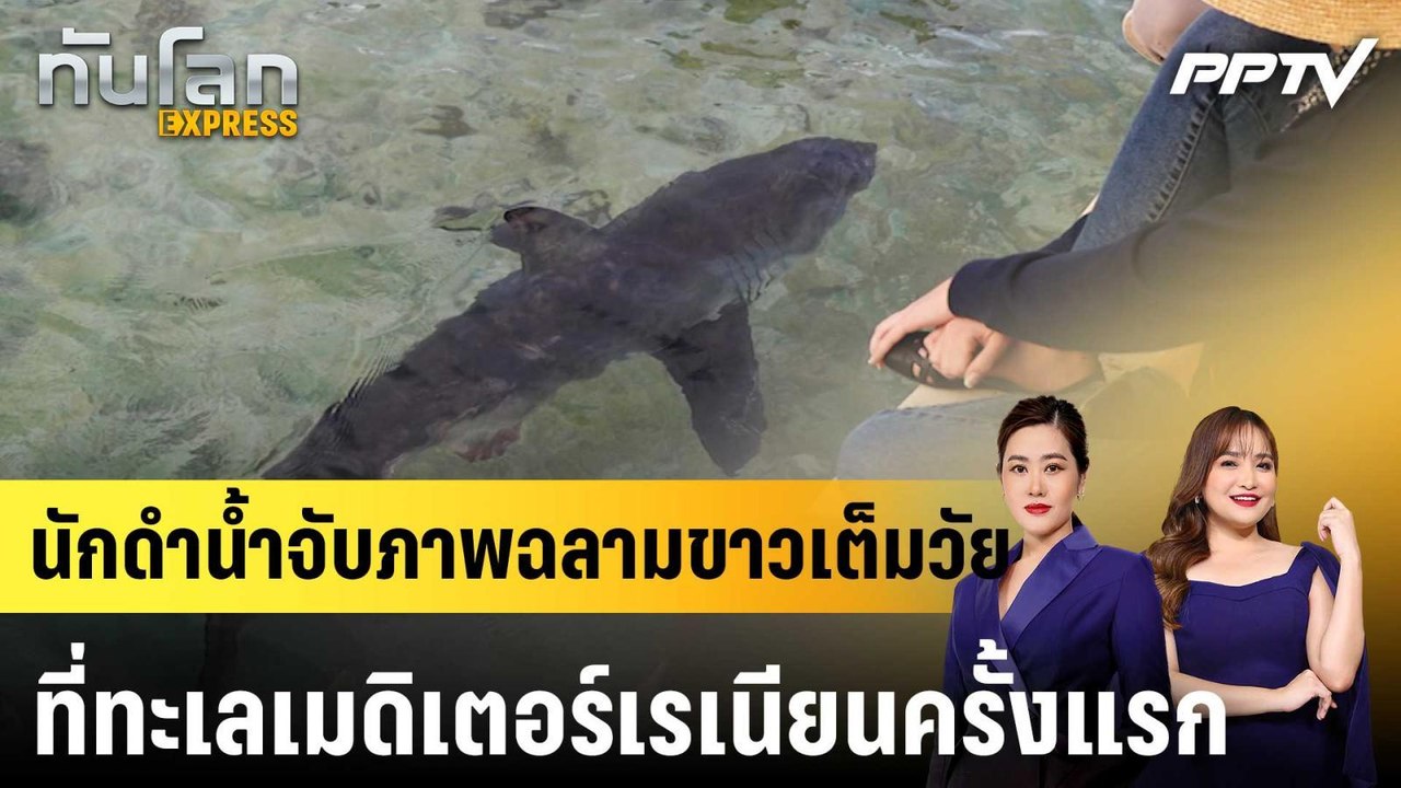 นักดำน้ำจับภาพฉลามขาวเต็มวัยที่ทะเลเมดิเตอร์เรเ...