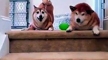 Funny Talking Dog Voiceover: Dramatic Shiba Inu Argues Over Working Out!