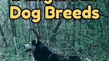 5 Most Dangerous Dog breeds