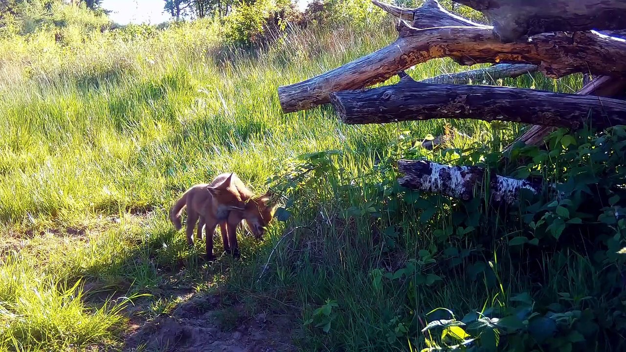 Springwatch S21E09
