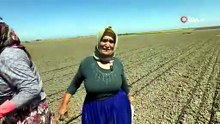 Belindeki 8 platinle tarlada ekmeğini kazanıyor
