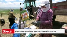 Yüksekova'da berivanların yayla mesaisi başladı