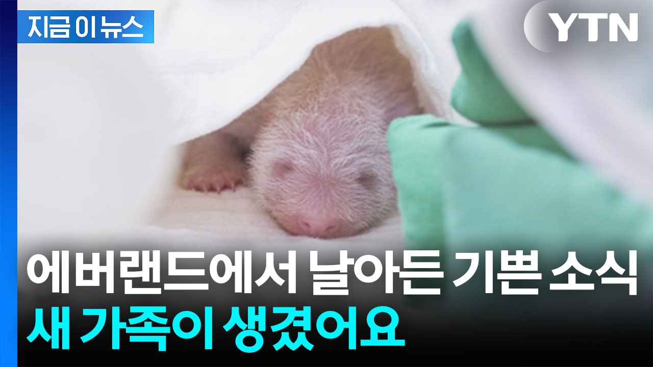 에버랜드에서 날아온 기쁜 소식...푸바오 동생 태어났다 [지금이뉴스] / YTN