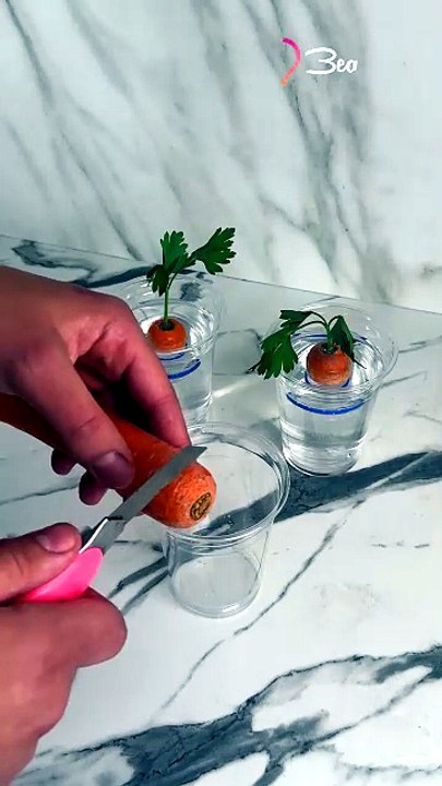 Lucky Aquatic Carrots for Your Home 🥕🏠