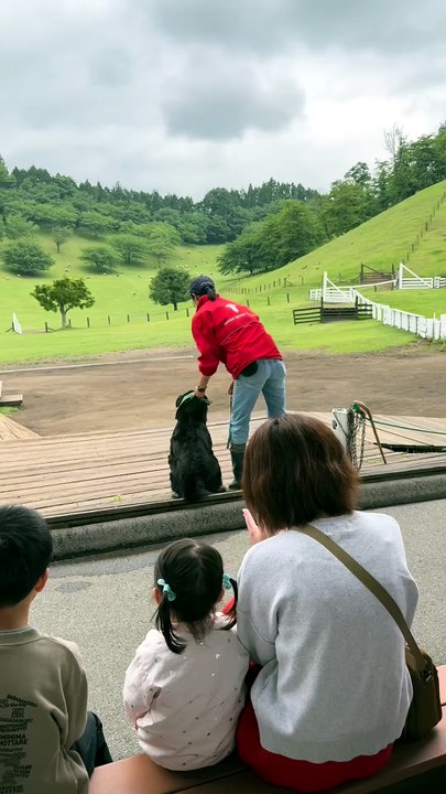 Un chien de berger impressionne en rassemblant un troupeau en quelques minutes au Japon