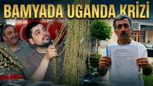 Afrika'dan gelen bamya Amasyalı üreticiyi ayağa kaldırdı!
