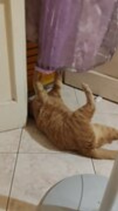Cat Plays With Living Room Curtain