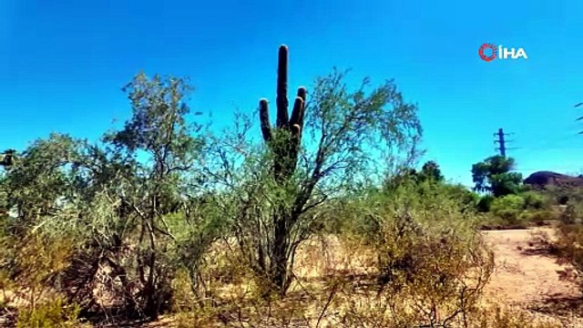 A Milli Takım’ın kamp yaptığı Arizona sıcağı ve doğasıyla öne çıkıyor | Ajansspor | IHA