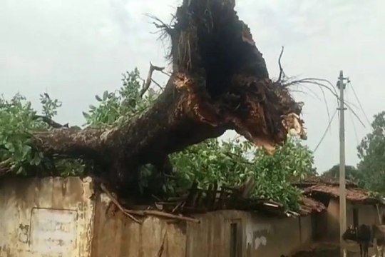 Storm Havoc in Surguja: सरगुजा में आंधी-बारिश ने मचाई तबाही, ढहा घर, उखड़ गए कई पेड़ और बिजली के खंभे